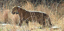 JAGUAR EUTHANIZED